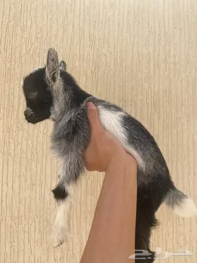 ماعز قزم 2