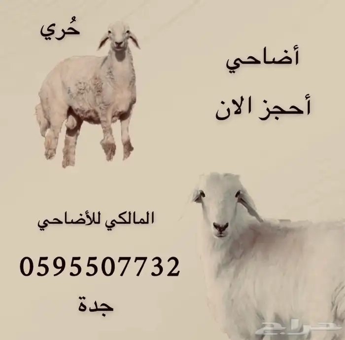 ذبايح طليان حريه وشرط نظيفه من كل شي من البر 11