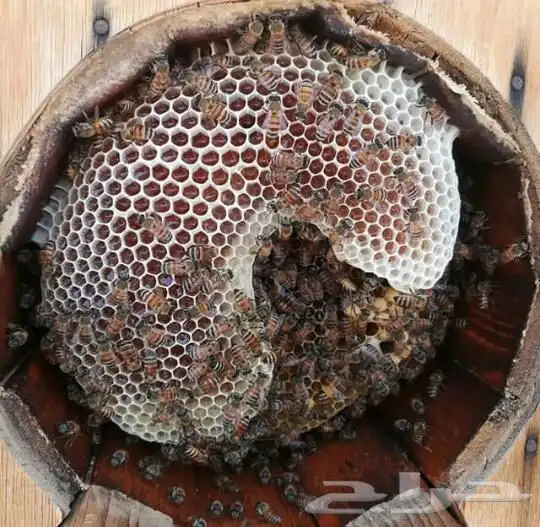 عسل السدره الجبلي وعسل سمر وعسل متزوجين طلحه عسل ذمه وامانه 6