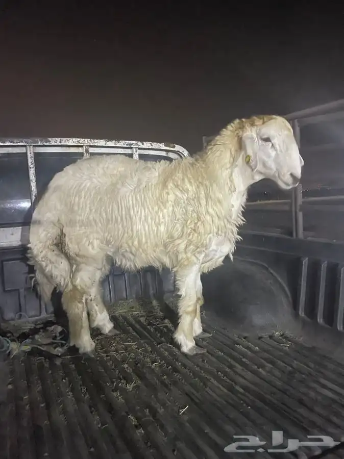 ذبايح حريه مع الذبح والتوصيل شحم ولحم للامانه جرب وقيم بنفسك 11