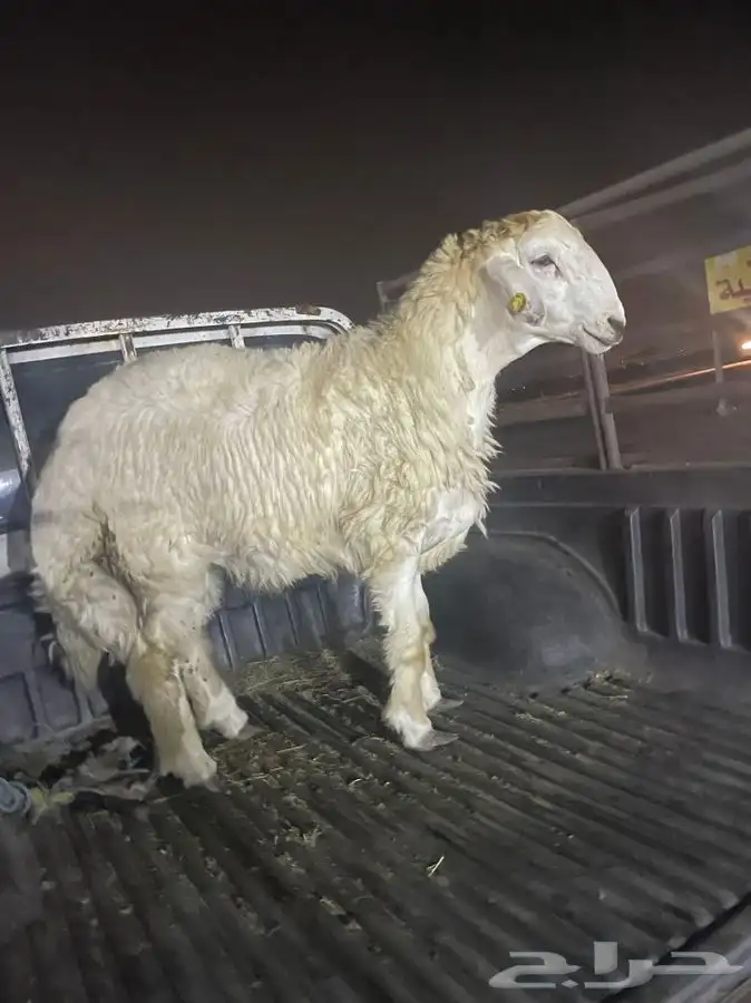 ذبايح حريه مع الذبح والتوصيل شحم ولحم للامانه جرب وقيم بنفسك 10