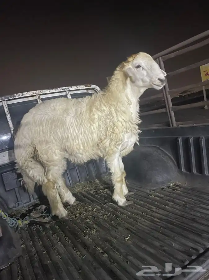 ذبايح وطلبات حريه شامل الذبح والطبخ والتوصيل 25