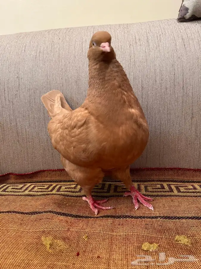 تم البيع. كنق اصفر صافي 1