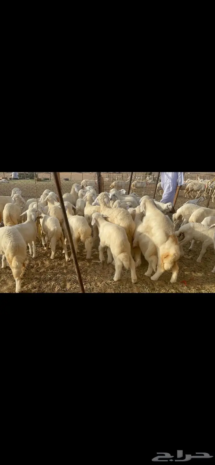 غنم حرية متابيع صنف حرش 62 تحتها 62 1