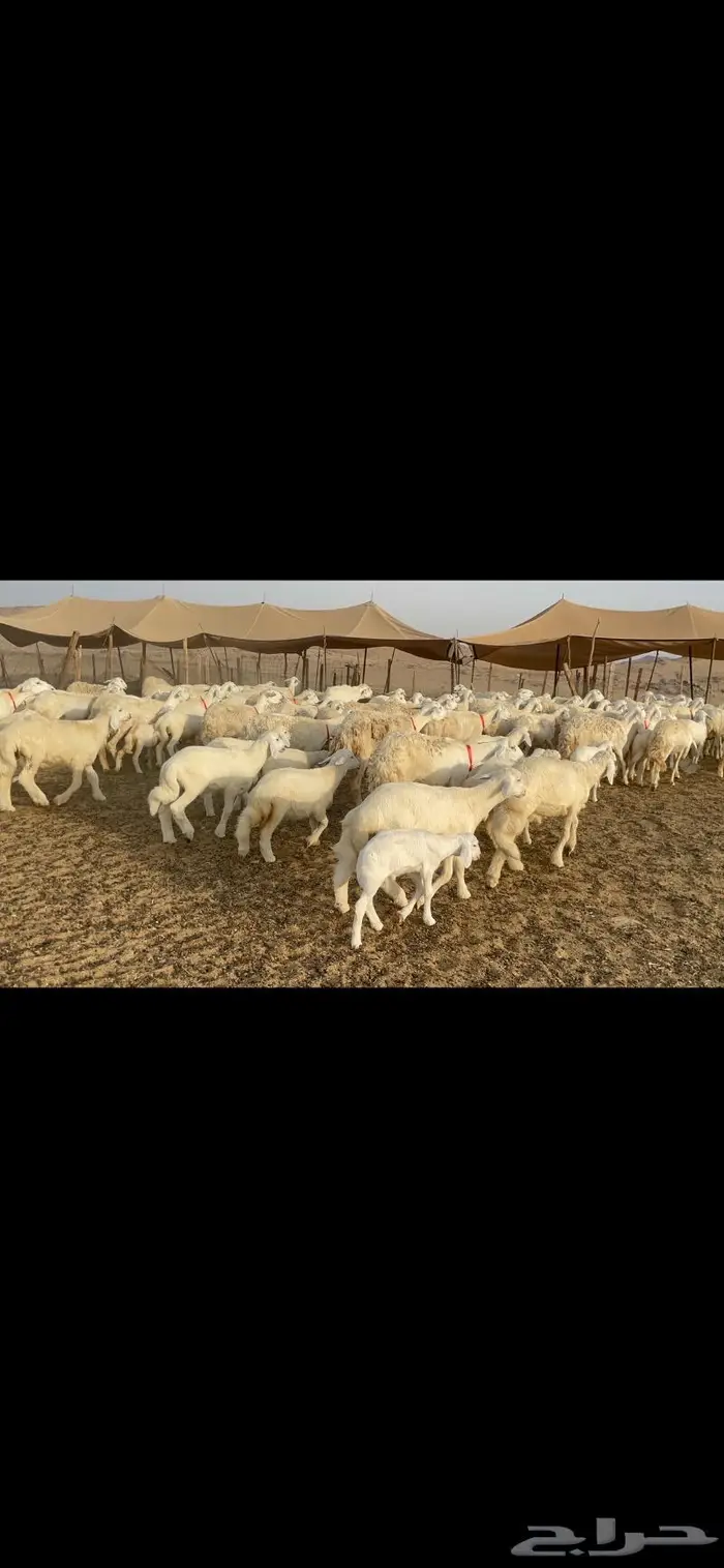 غنم حرية متابيع صنف حرش 62 تحتها 62 0