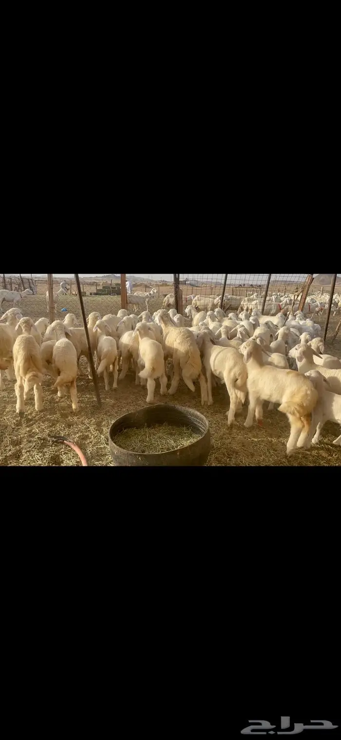 غنم حرية متابيع صنف حرش 62 تحتها 62 2