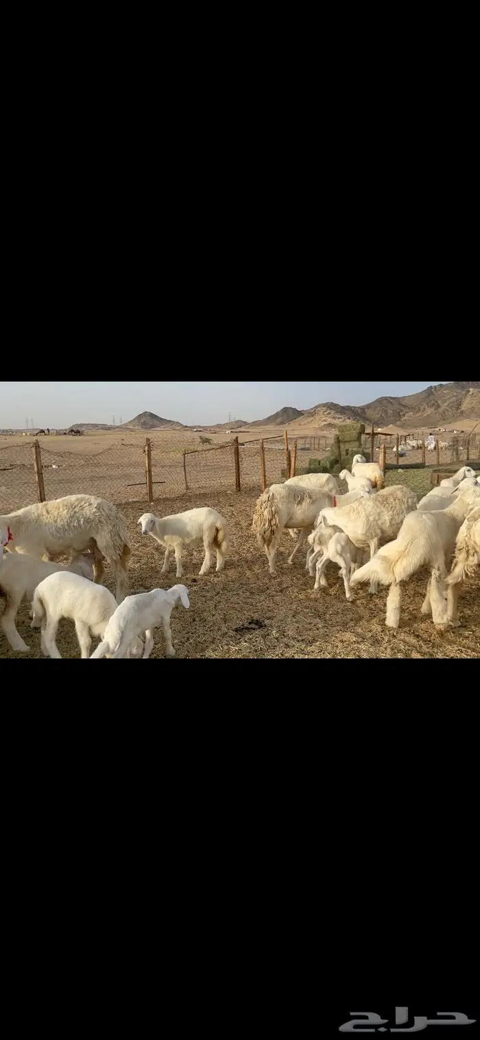 غنم حرية متابيع صنف حرش 62 تحتها 62 3