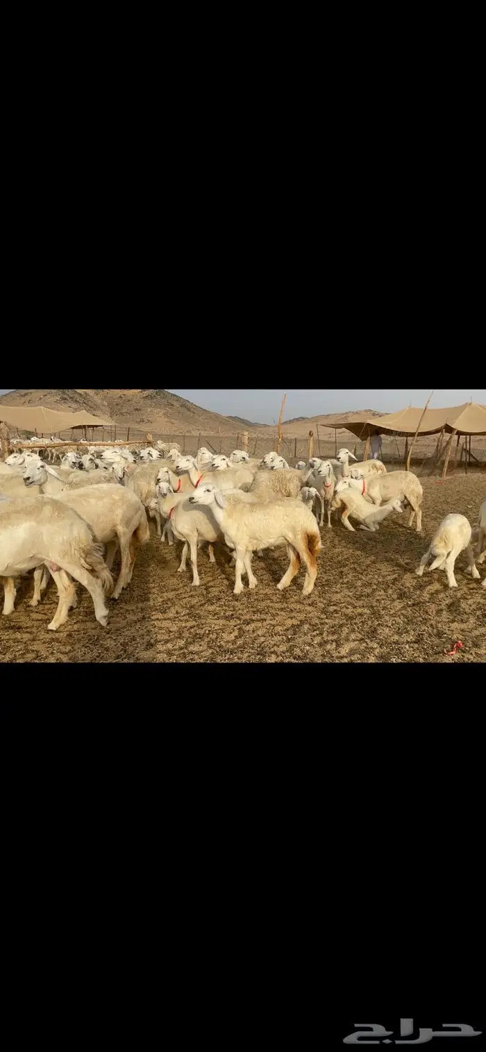 غنم حرية متابيع صنف حرش 62 تحتها 62 5