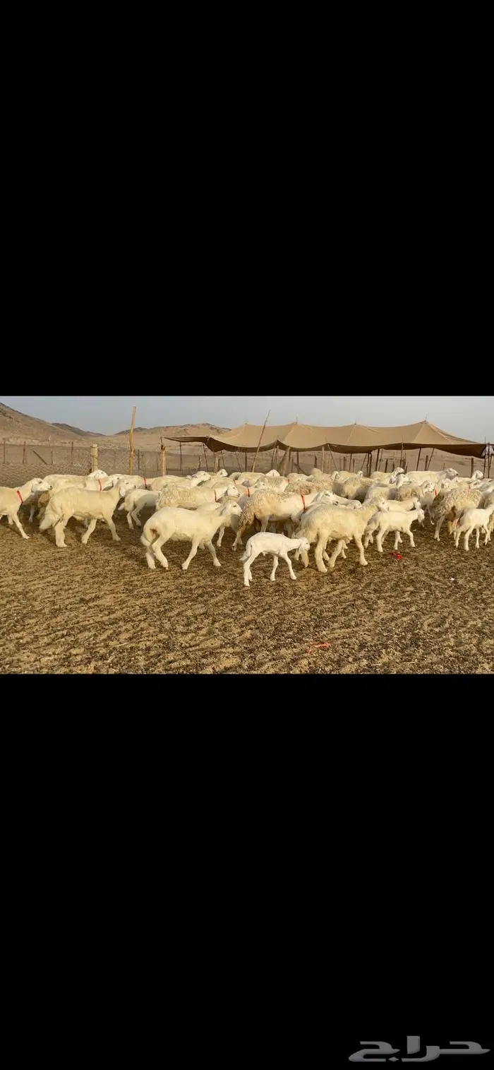 غنم حرية متابيع صنف حرش 62 تحتها 62 4