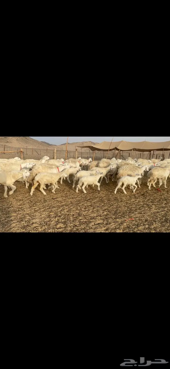 غنم حرية متابيع صنف حرش 62 تحتها 62 6