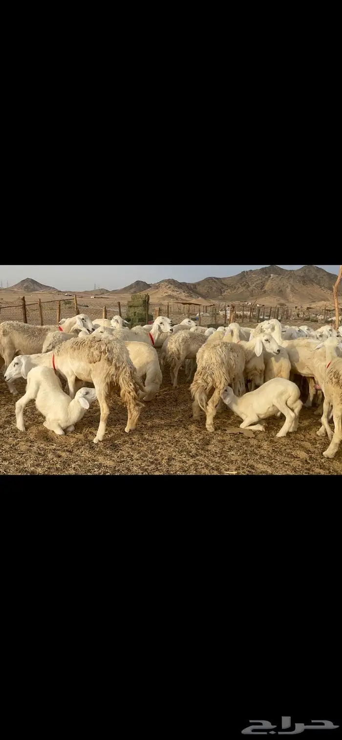 غنم حرية متابيع صنف حرش 62 تحتها 62 7