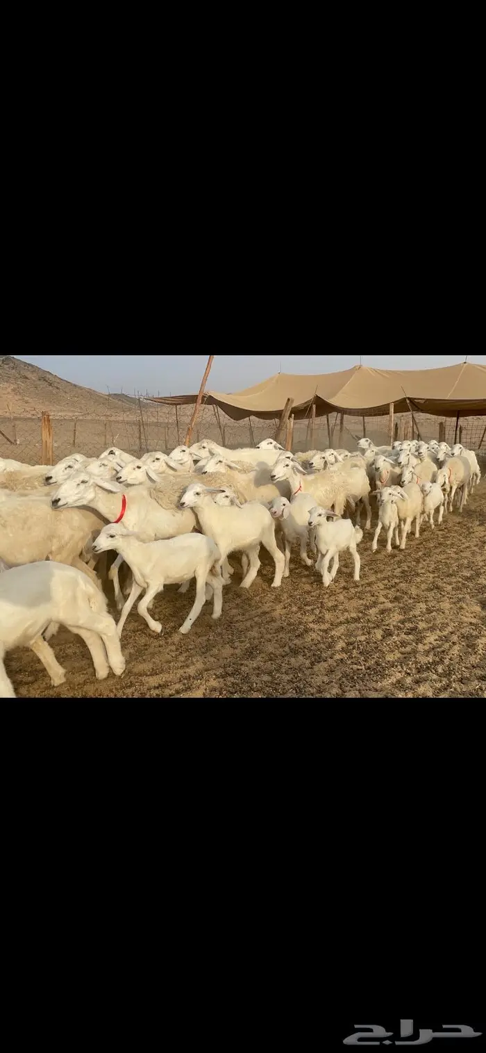 غنم حرية متابيع صنف حرش 62 تحتها 62 8