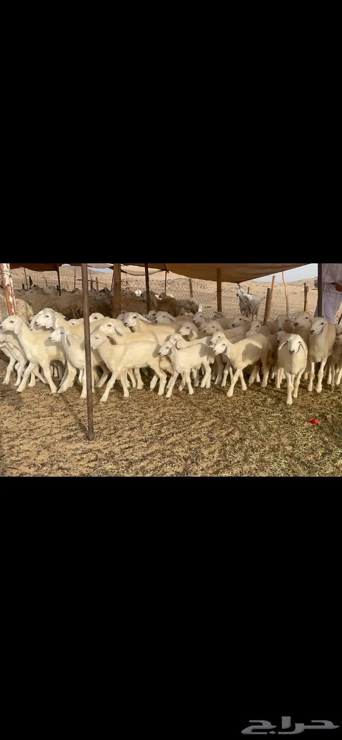 غنم حرية متابيع صنف حرش 62 تحتها 62 9