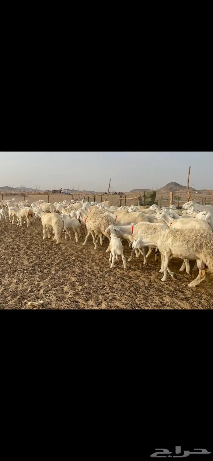 غنم حرية متابيع صنف حرش 62 تحتها 62 10