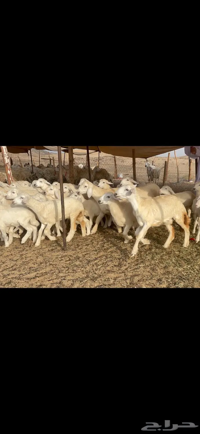 غنم حرية متابيع صنف حرش 62 تحتها 62 11