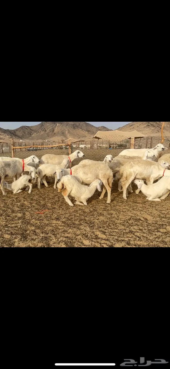 غنم حرية متابيع صنف حرش 62 تحتها 62 12