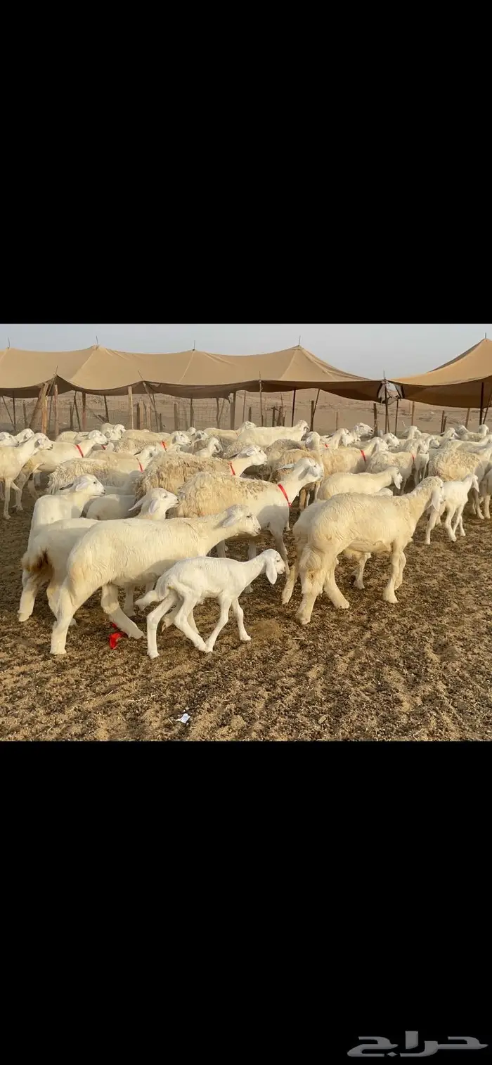 غنم حرية متابيع صنف حرش 62 تحتها 62 13