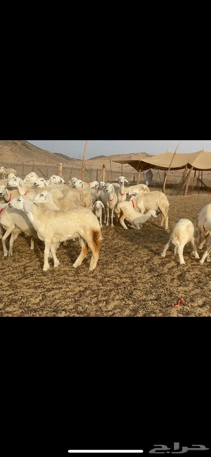 غنم حرية متابيع صنف حرش 62 تحتها 62 14