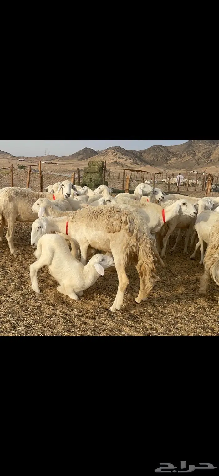 غنم حرية متابيع صنف حرش 62 تحتها 62 15