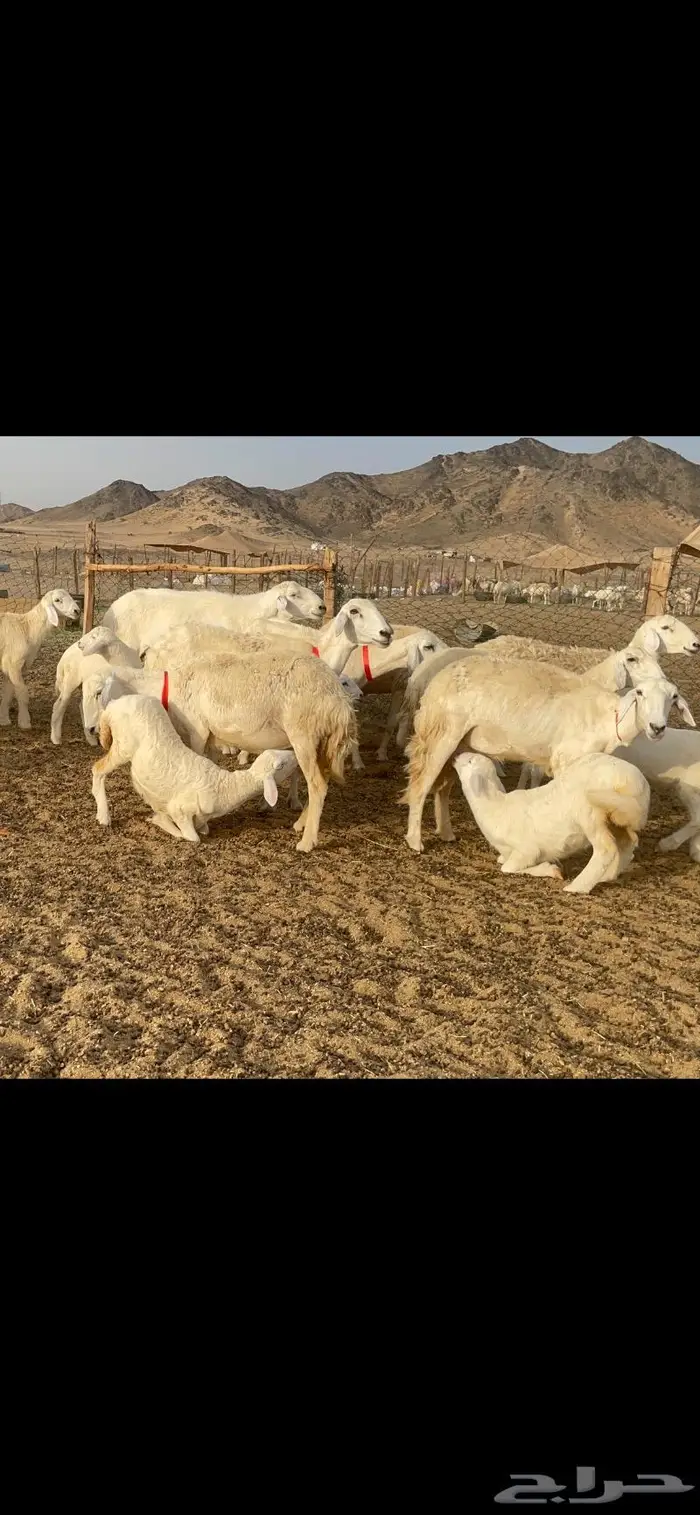 غنم حرية متابيع صنف حرش 62 تحتها 62 16