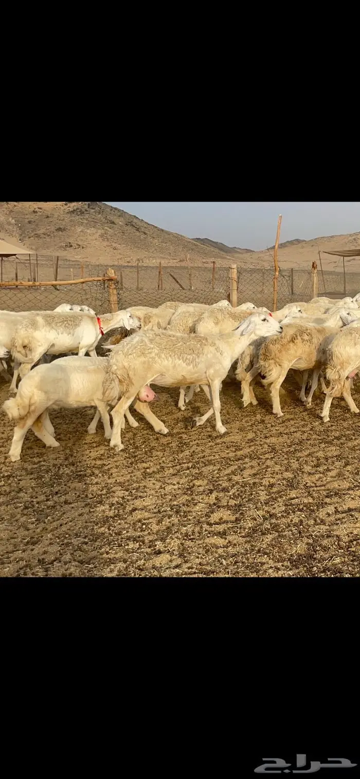 غنم حرية متابيع صنف حرش 62 تحتها 62 17