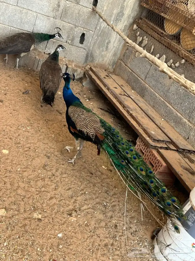 للبيع اجواز طاووس منتجه 4