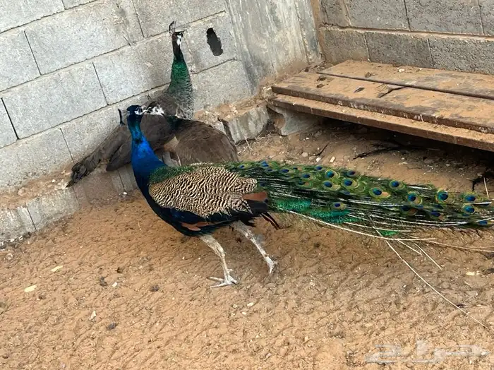 للبيع طقم طاووس أزرق هندي بياض 5