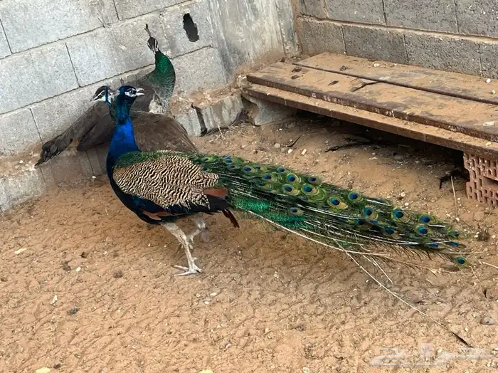 للبيع اجواز طاووس منتجه 3