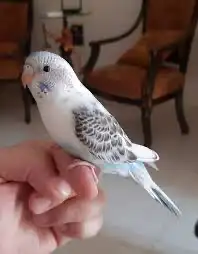 طيور بادجي للبيع 1