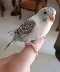 طيور بادجي للبيع 0