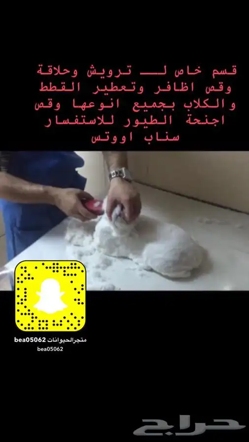 فندقة الحيونات قطط طيور عنايه كامله بيع الحيونات وا مستلزما 3