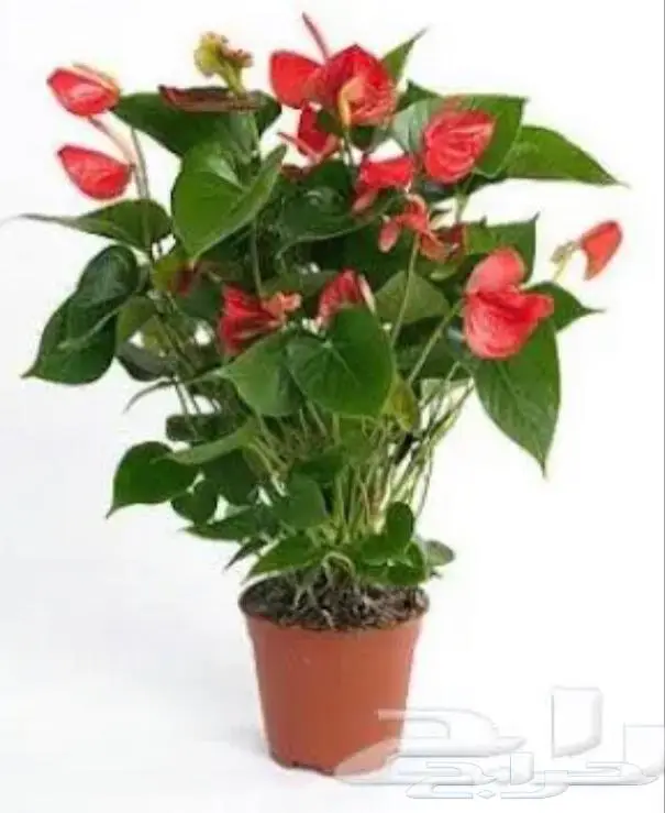 نباتات داخليه 17