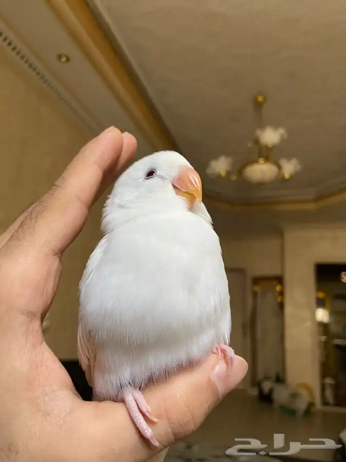 ببغاء روز اليف 3