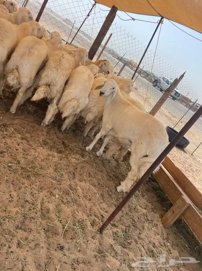 طليان حريه كبار نظيفه شرط تبيض الوجه 1