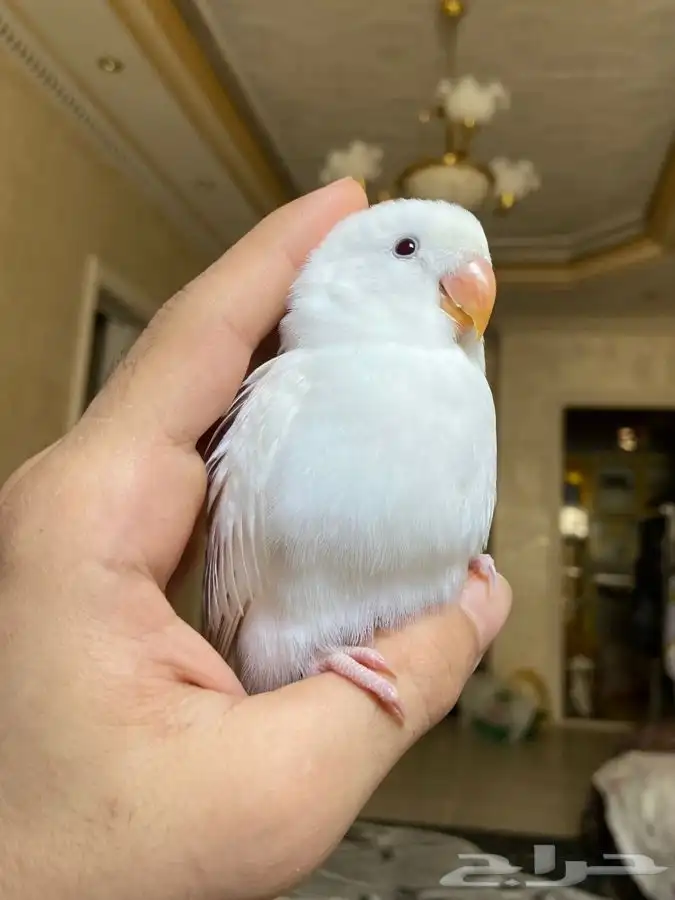 ببغاء روز اليف 0