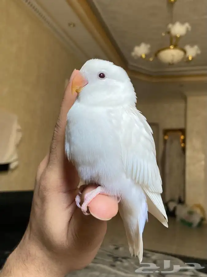 ببغاء روز اليف 4