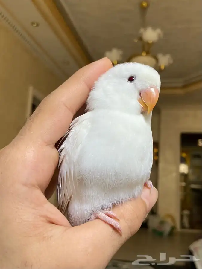 ببغاء روز اليف 2