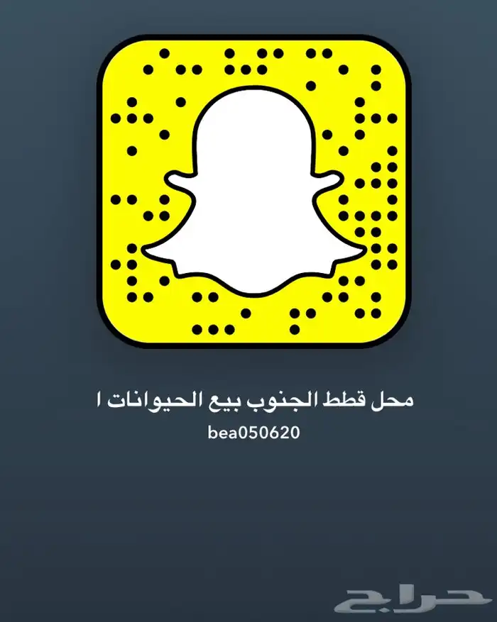 فندقة الحيونات قطط طيور عنايه كامله بيع الحيونات وا مستلزما 1