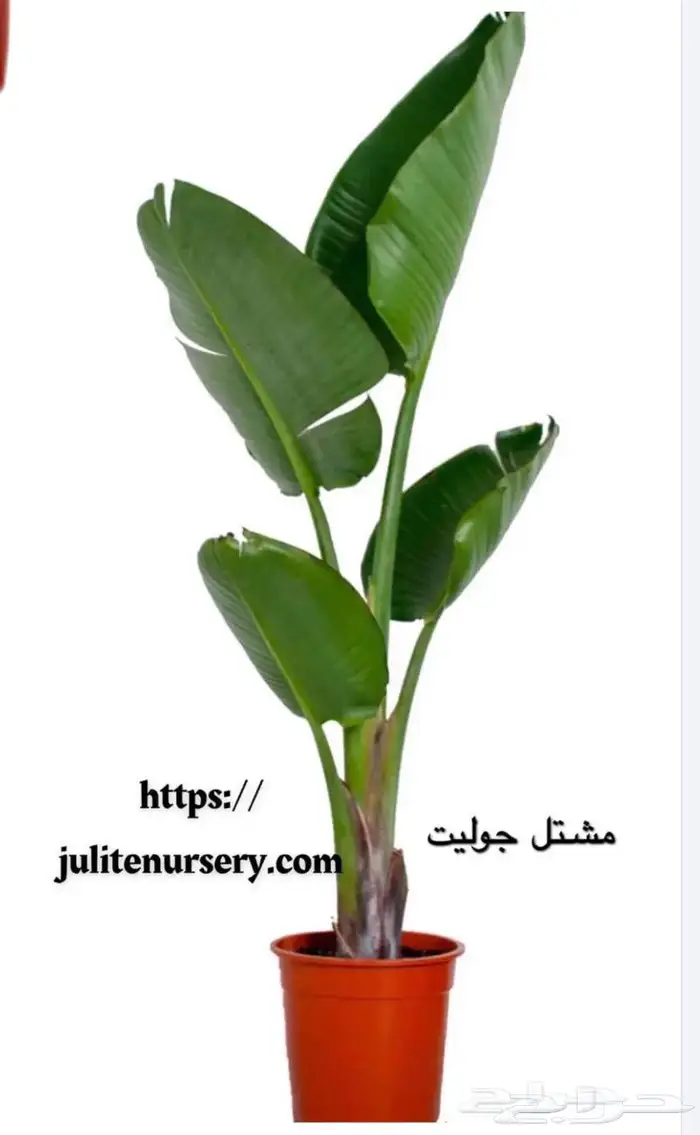 نباتات داخليه 18