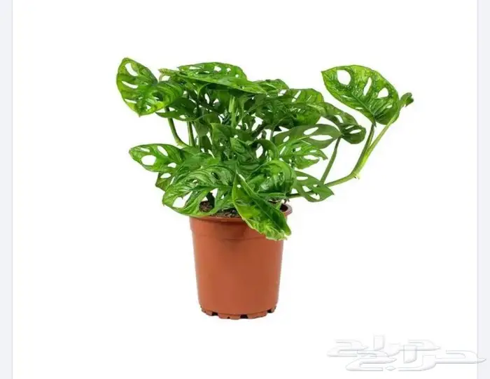 نباتات داخليه 3