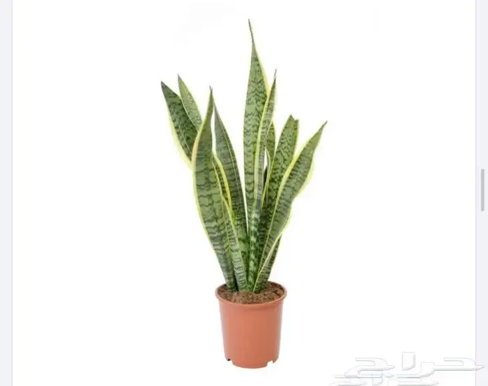 نباتات داخليه 1