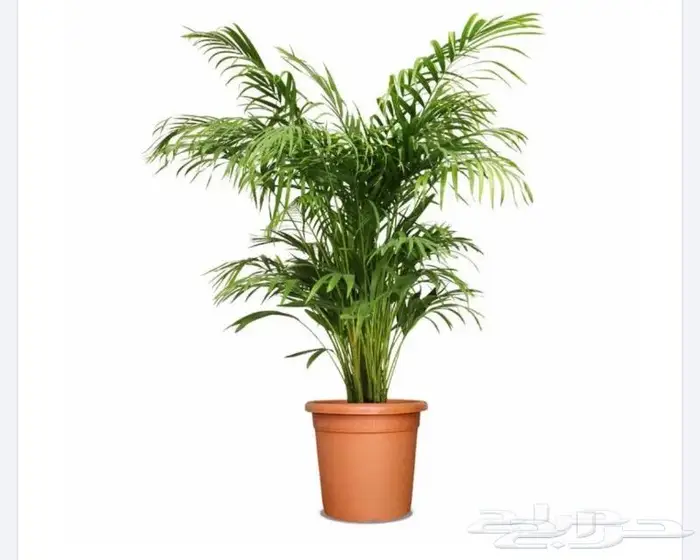 نباتات داخليه 6