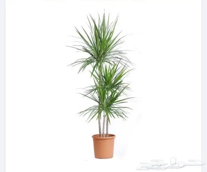 نباتات داخليه 2