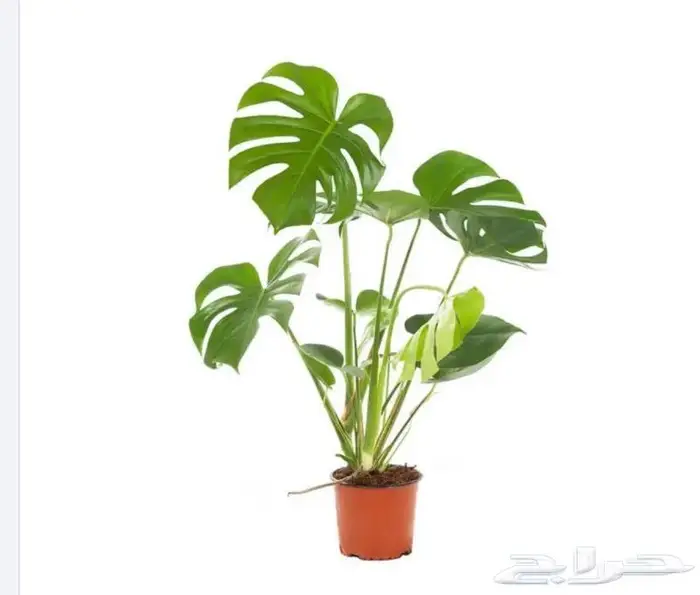 نباتات داخليه 0