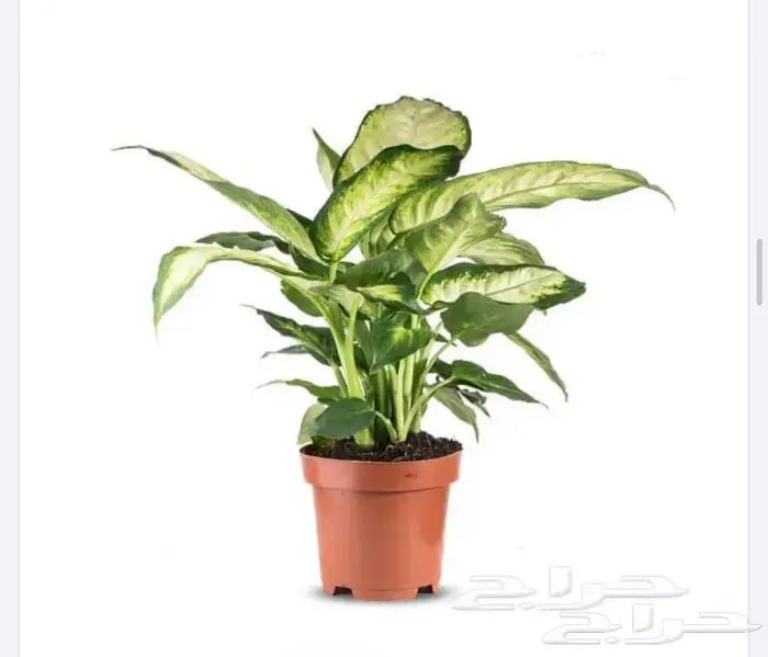 نباتات داخليه 9