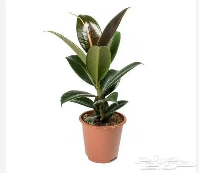 نباتات داخليه 4