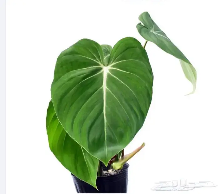 نباتات داخليه 14