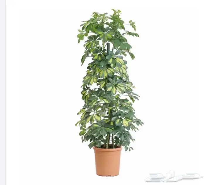 نباتات داخليه 7