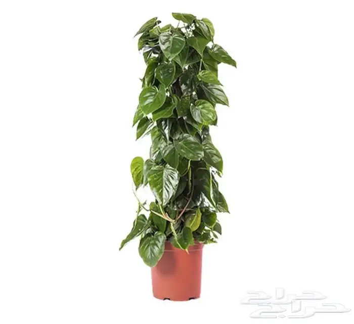 نباتات داخليه 10