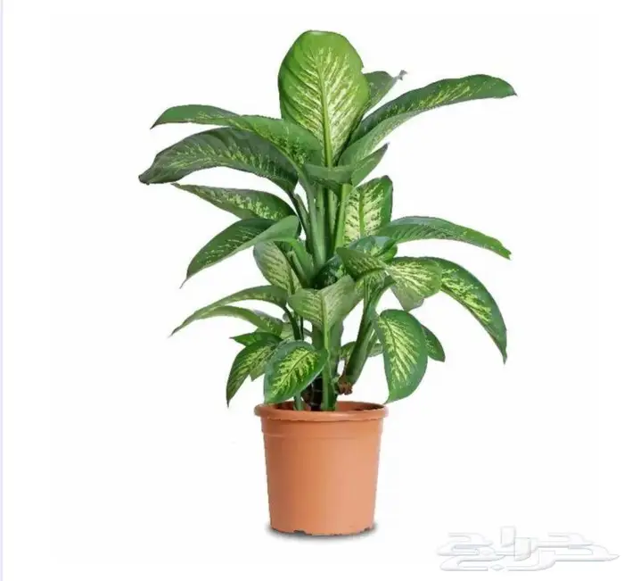 نباتات داخليه 13